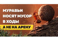 Муравьи-грязнули: почему насекомые складируют песок и мусор в ходах формикария